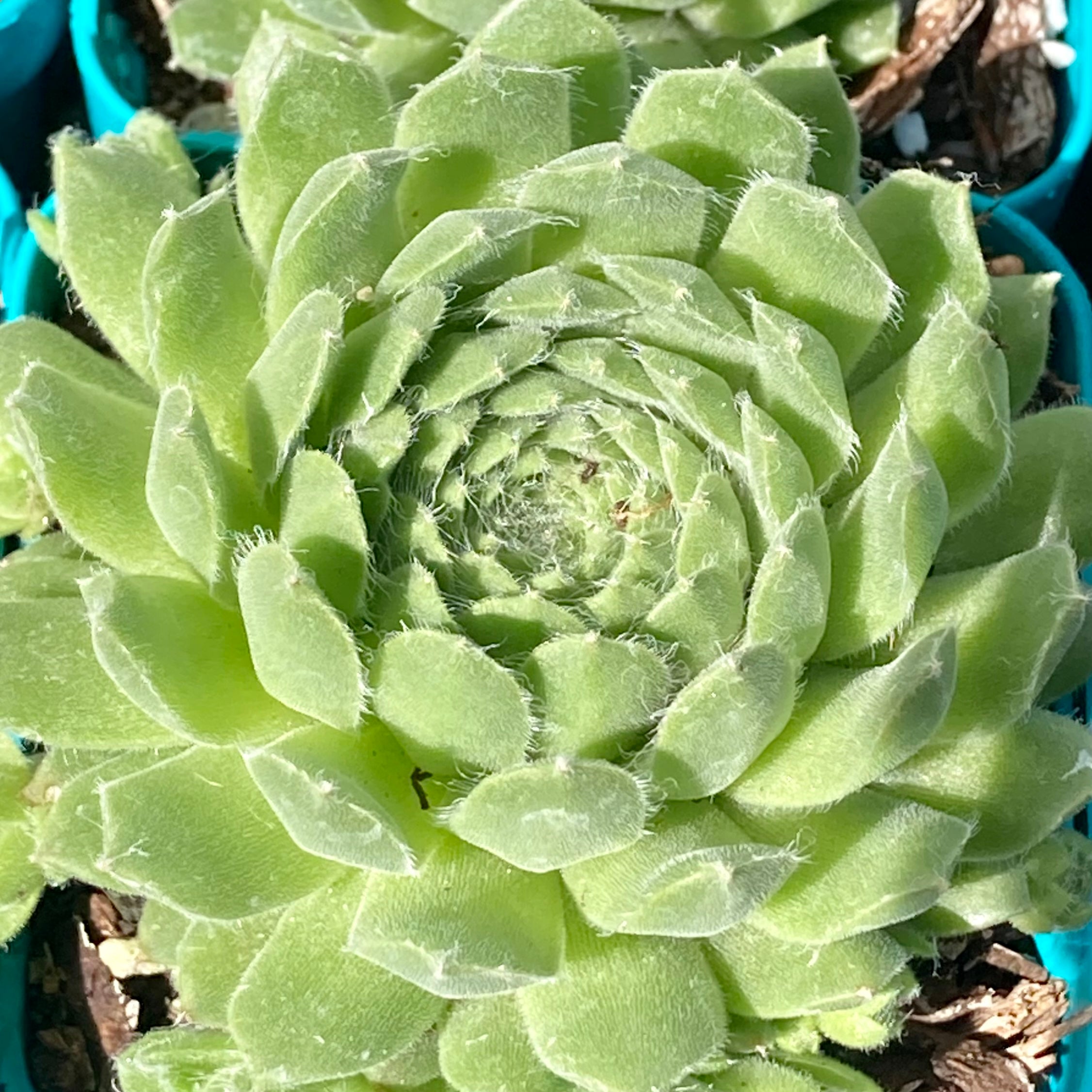 Sempervivum Pekinise Succulent Planet sempervivum-pekinise-succulent-planet