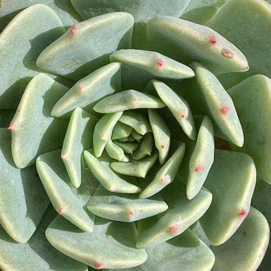 Echeveria Red Hole