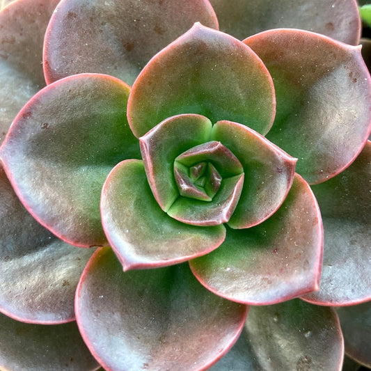 Echeveria Melaco