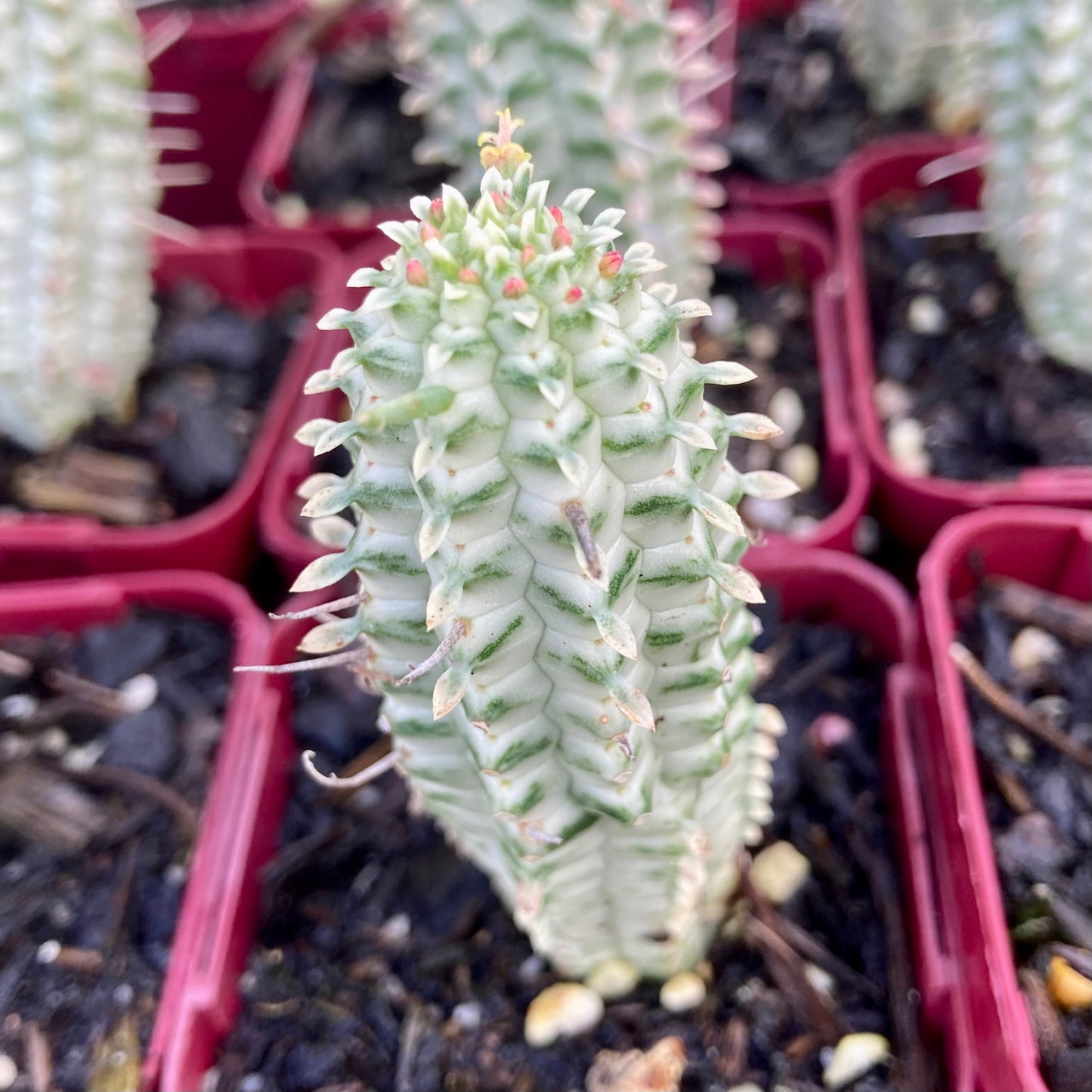 Euphorbia mammiliaris