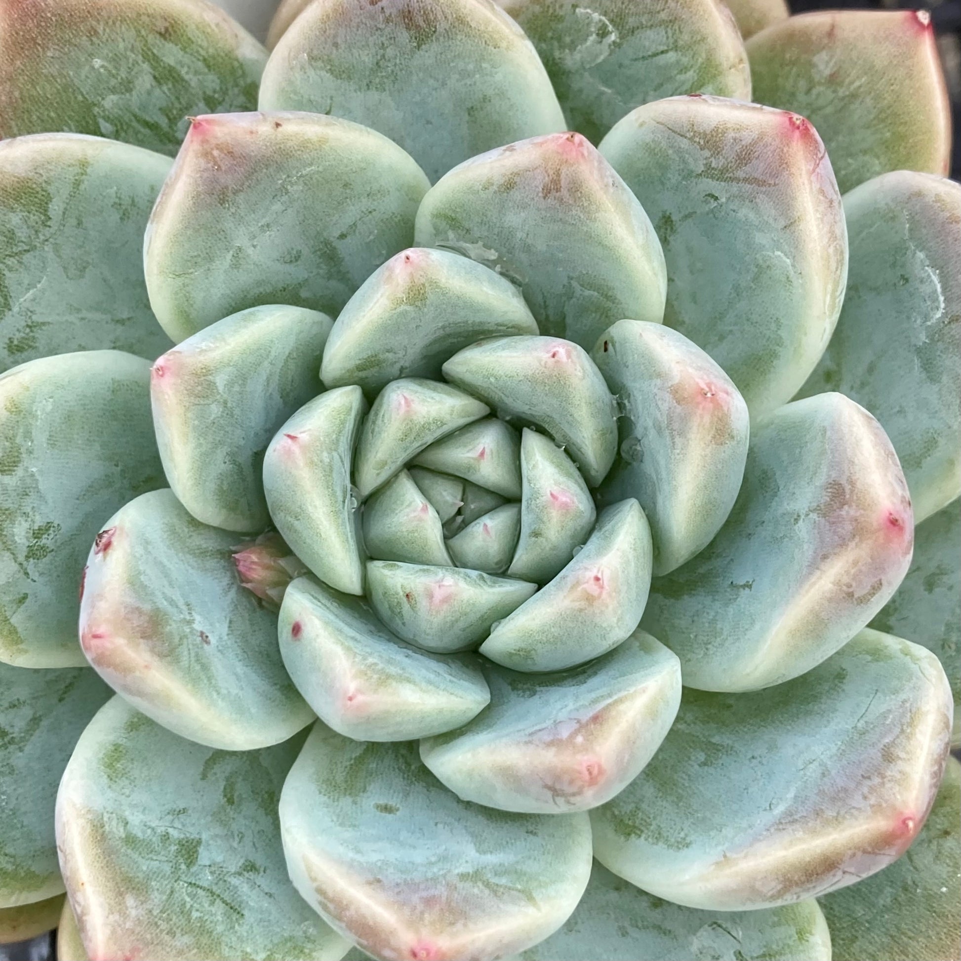alba beauty succulent Echeveria Alba Beauty – Succulent Planet