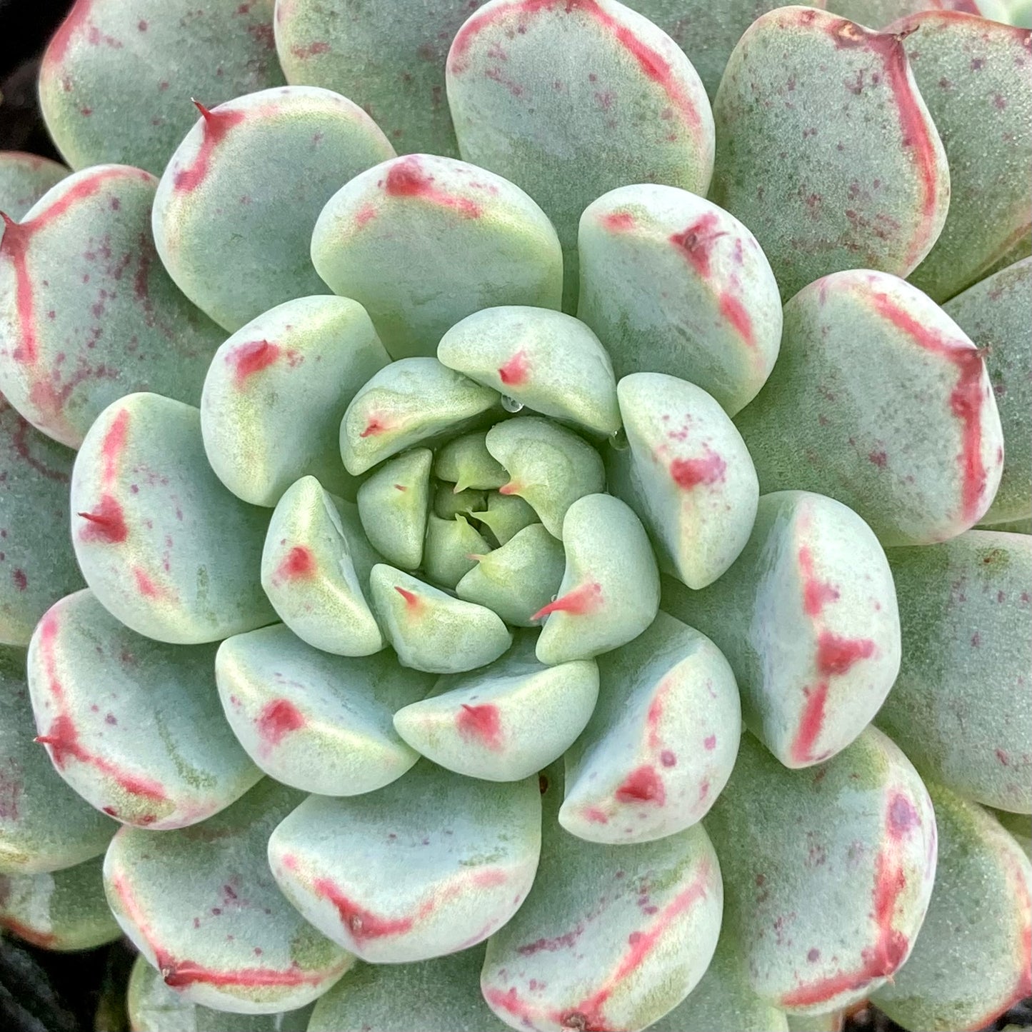 Echeveria Vincent Catto