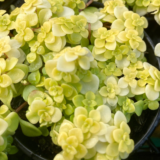 Sedum "Ogon"