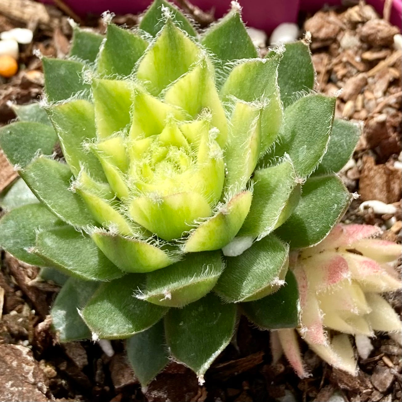 Sempervivum Vanilla Chiffon