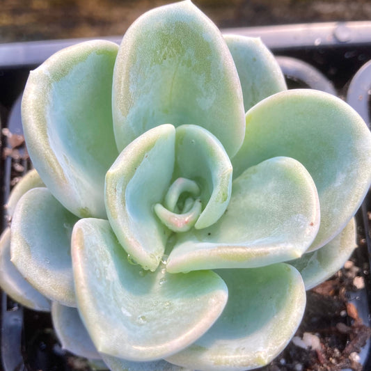 Pachyveria Orpet