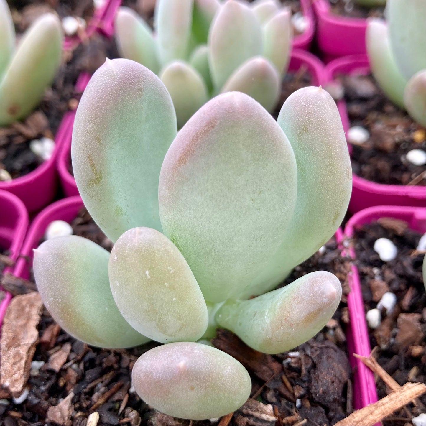 Pachyphytum Pink Tips