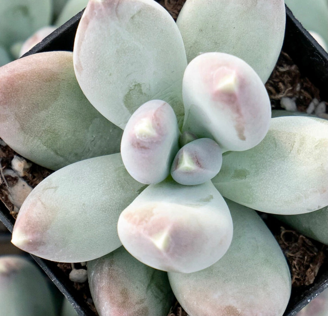 succulents that look like bubbles Pachyphytum "Bubbles" – Succulent Planet