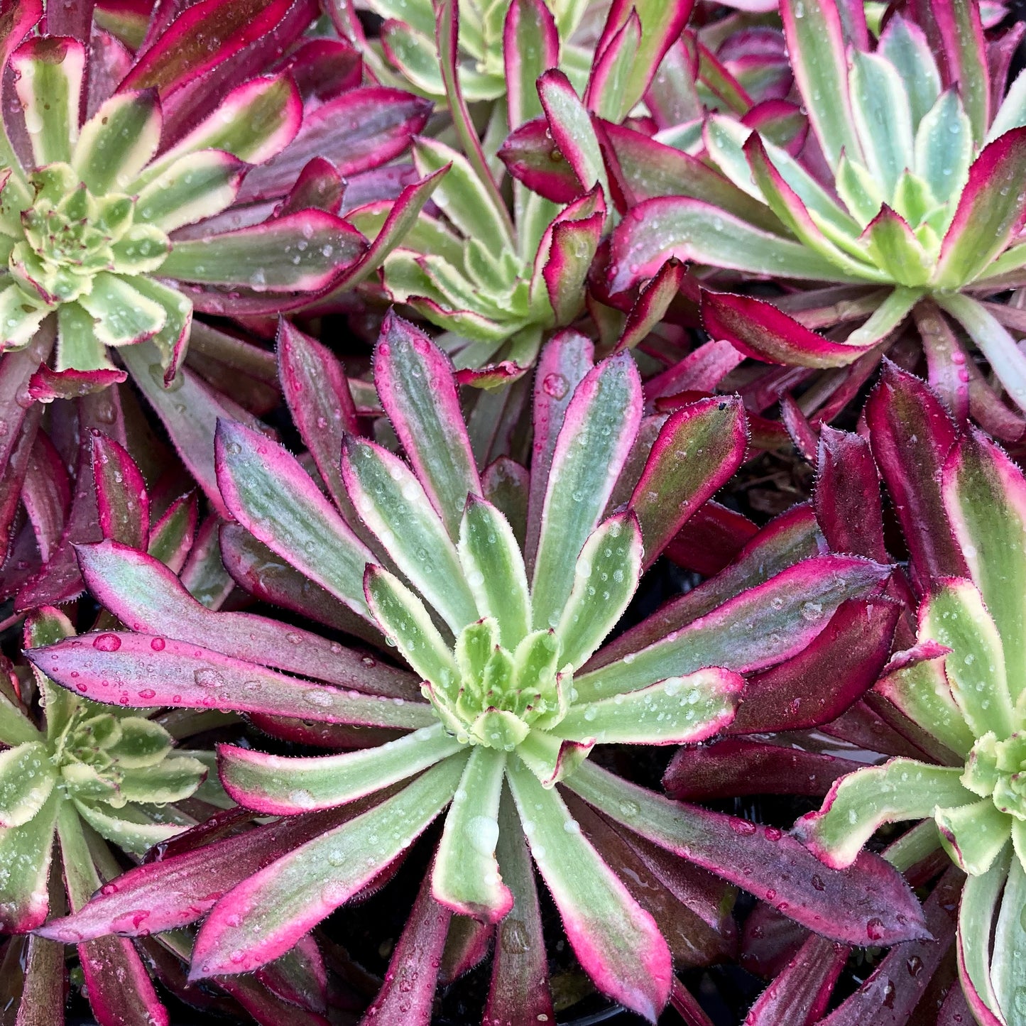 Aeonium Mardi Gras