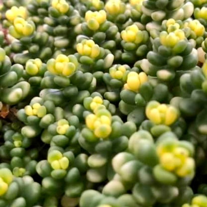 Sedum "Golden Rice"