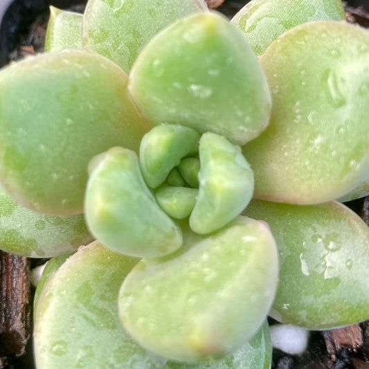 Pachyveria "Rough"