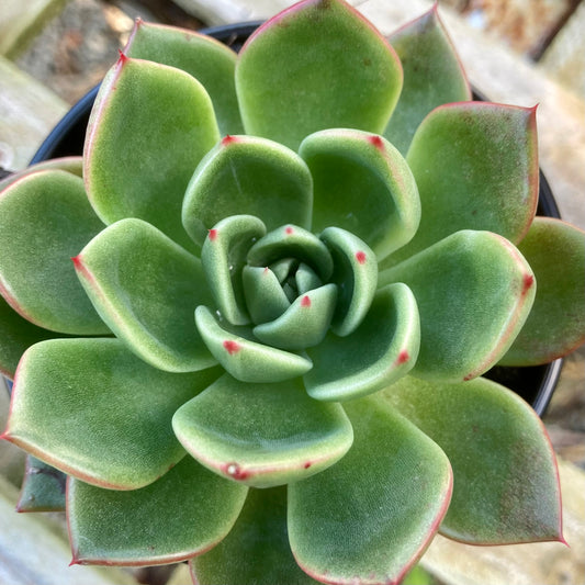 Echeveria Mocha