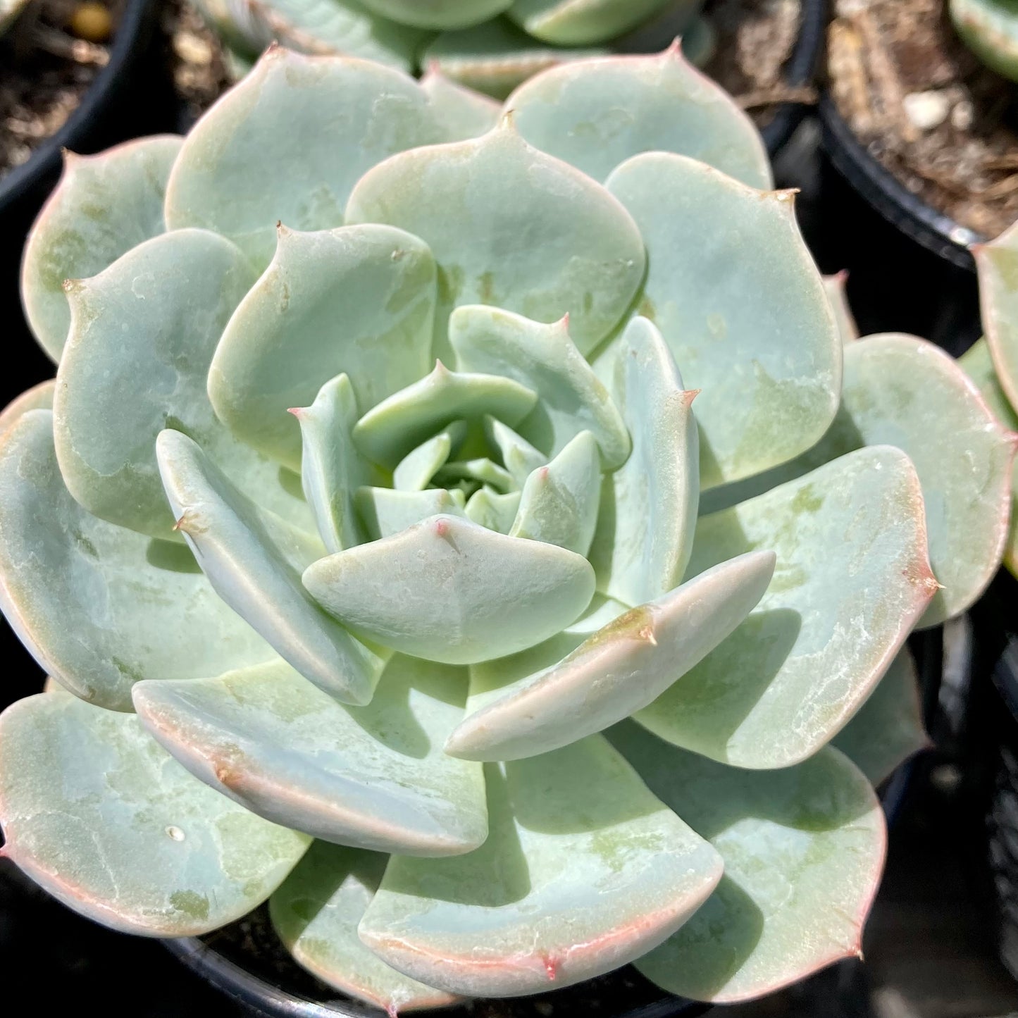 Echeveria Derasina