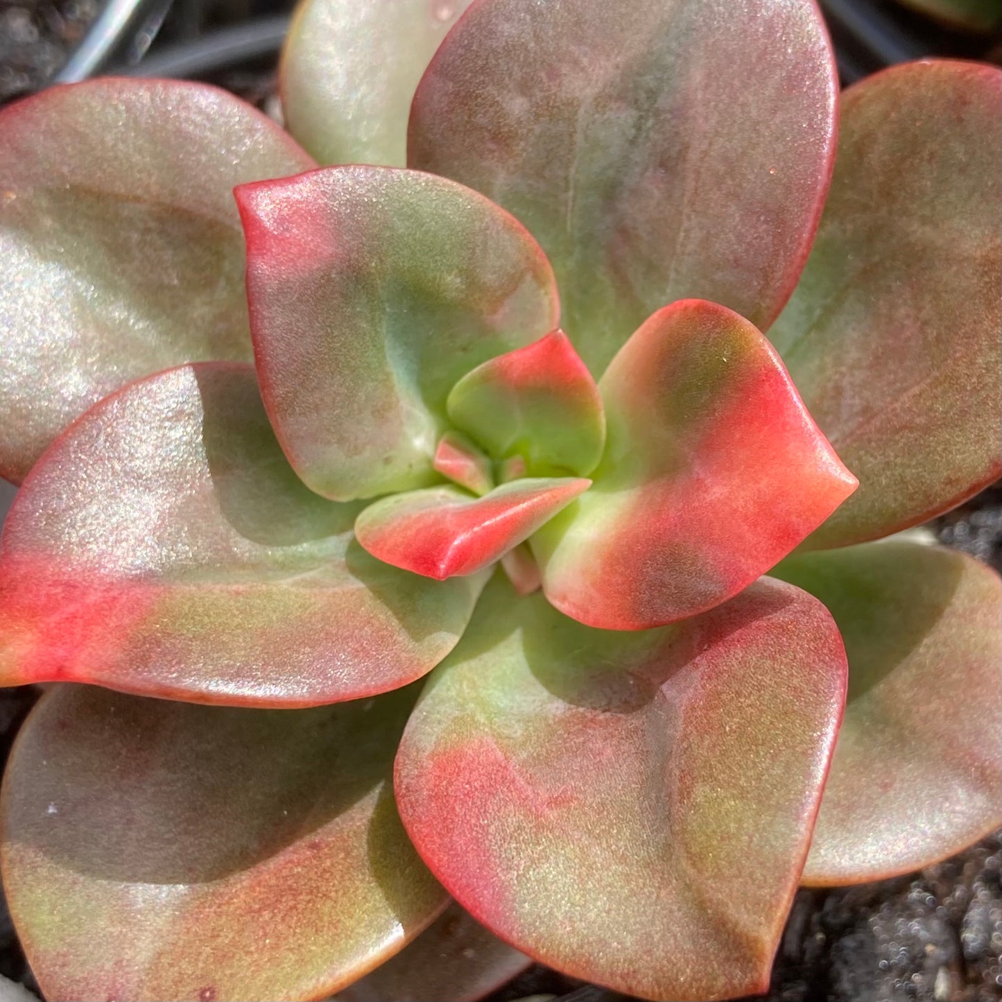 Echeveria Chroma