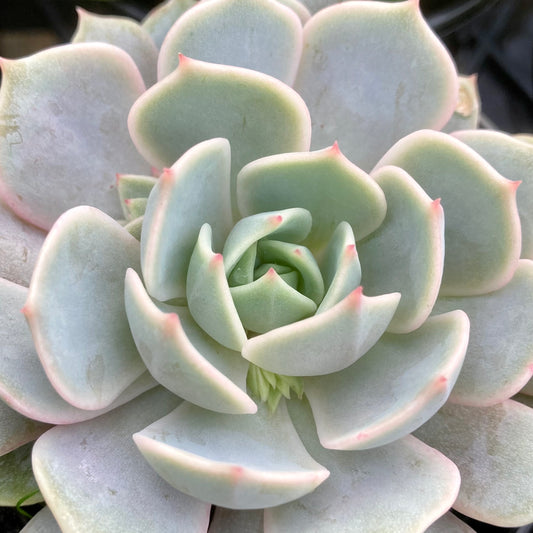 Echeveria Again