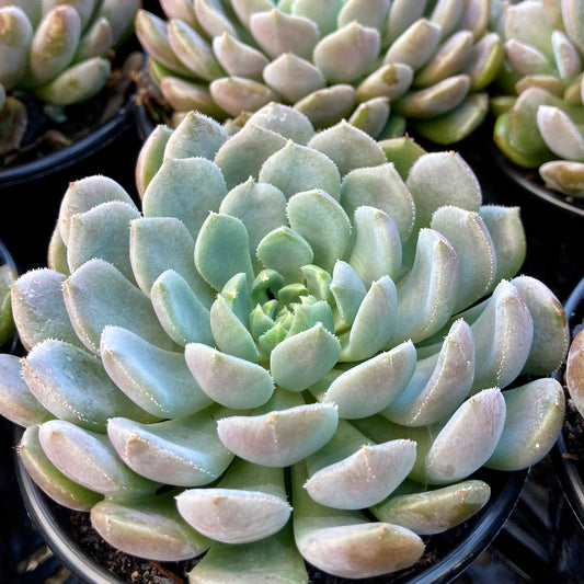 Echeveria Setosa var deminuta x lilacina