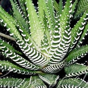 Haworthiopsis attenuata