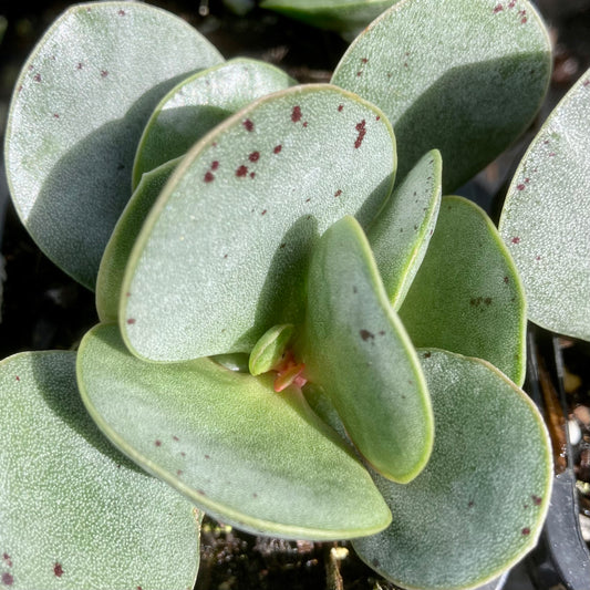 Adromischus leucophyllus silver