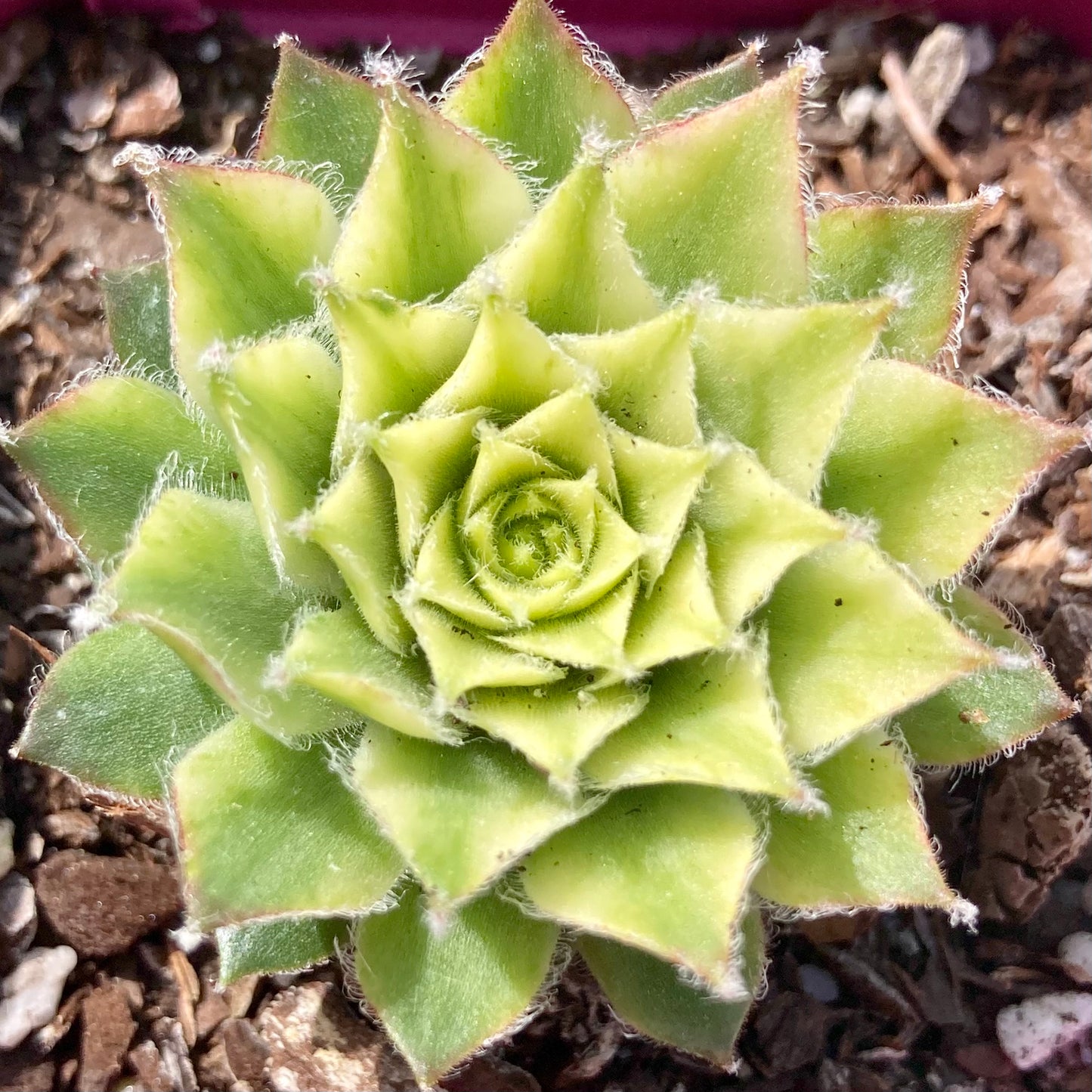 Sempervivum Vanilla Chiffon