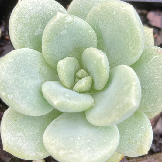 Sedeveria Pudgy