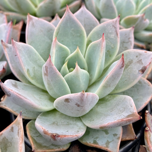 Echeveria Cuspidata Menchaca