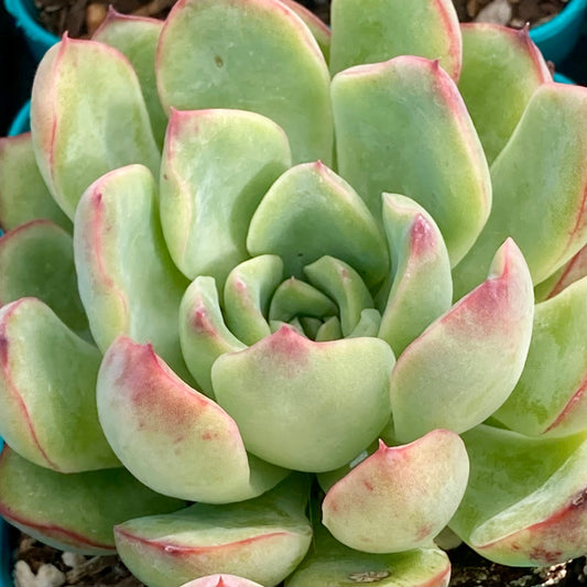 Echeveria Pulelinze