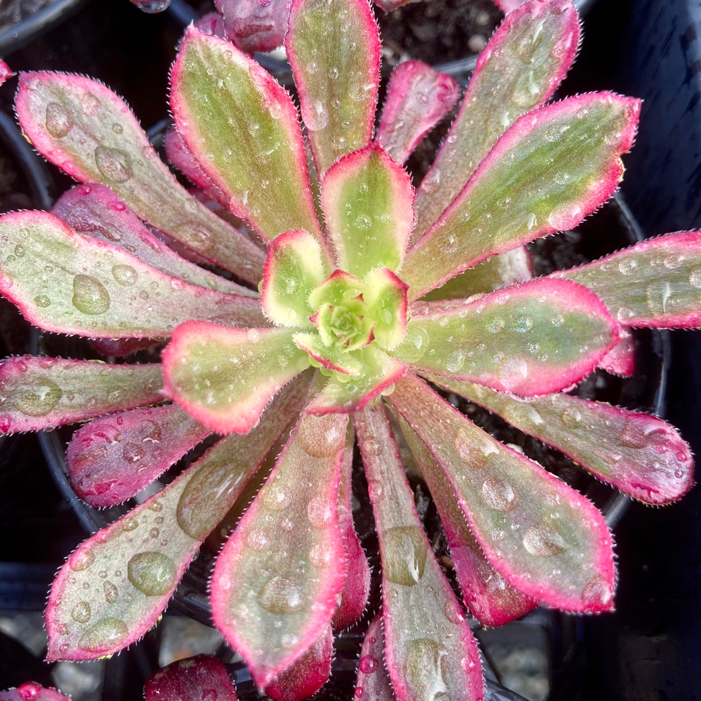 Aeonium Mardi Gras