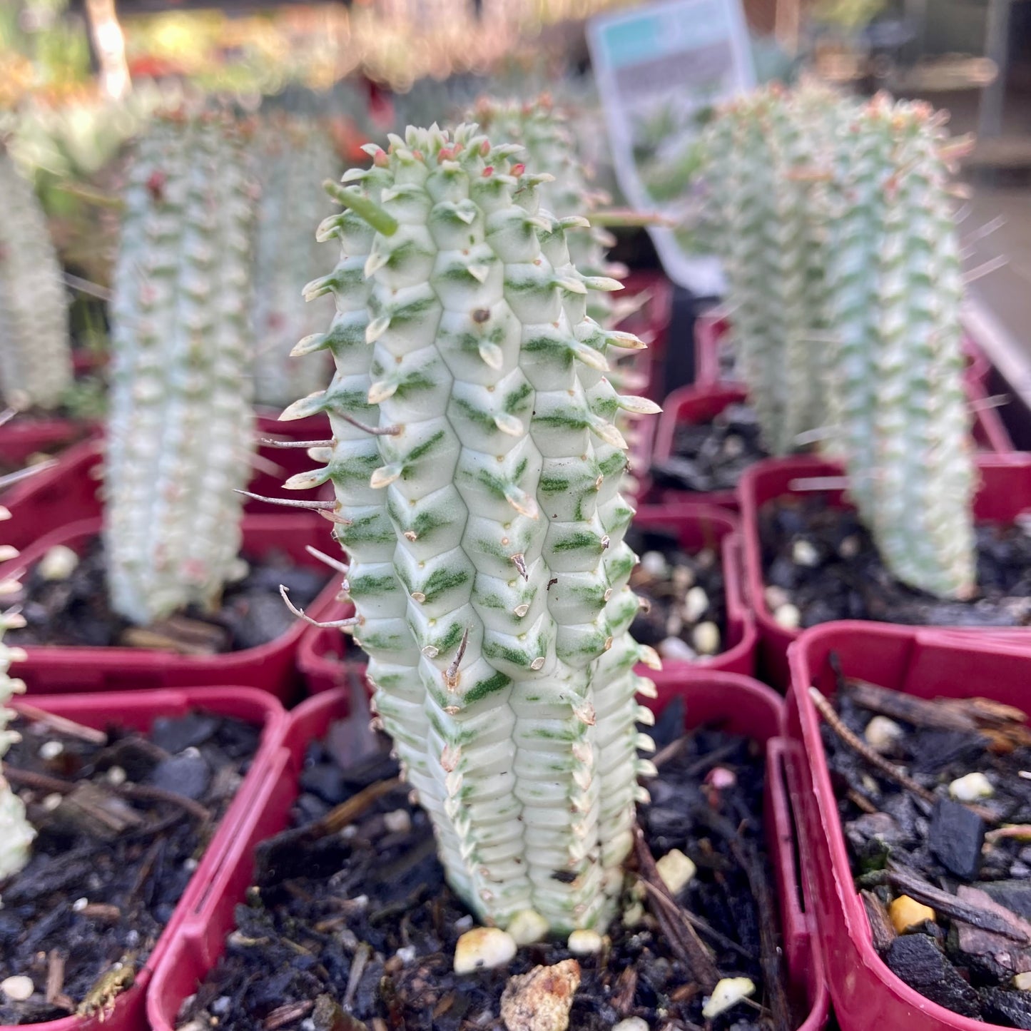 Euphorbia mammiliaris