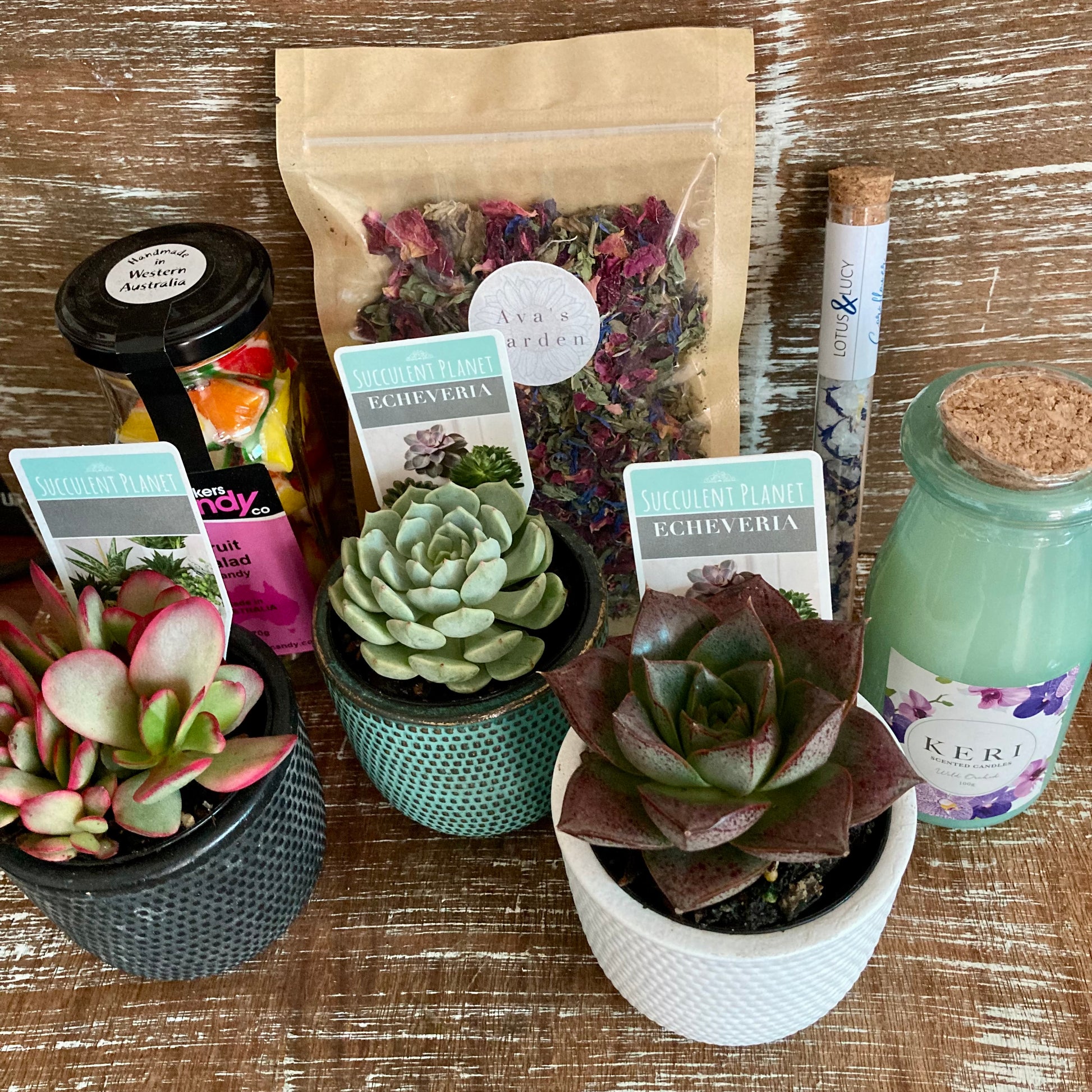 succulent gift box ideas Large Gift Hamper – Succulent Planet