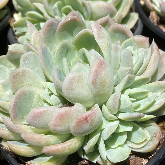 Echeveria elegans