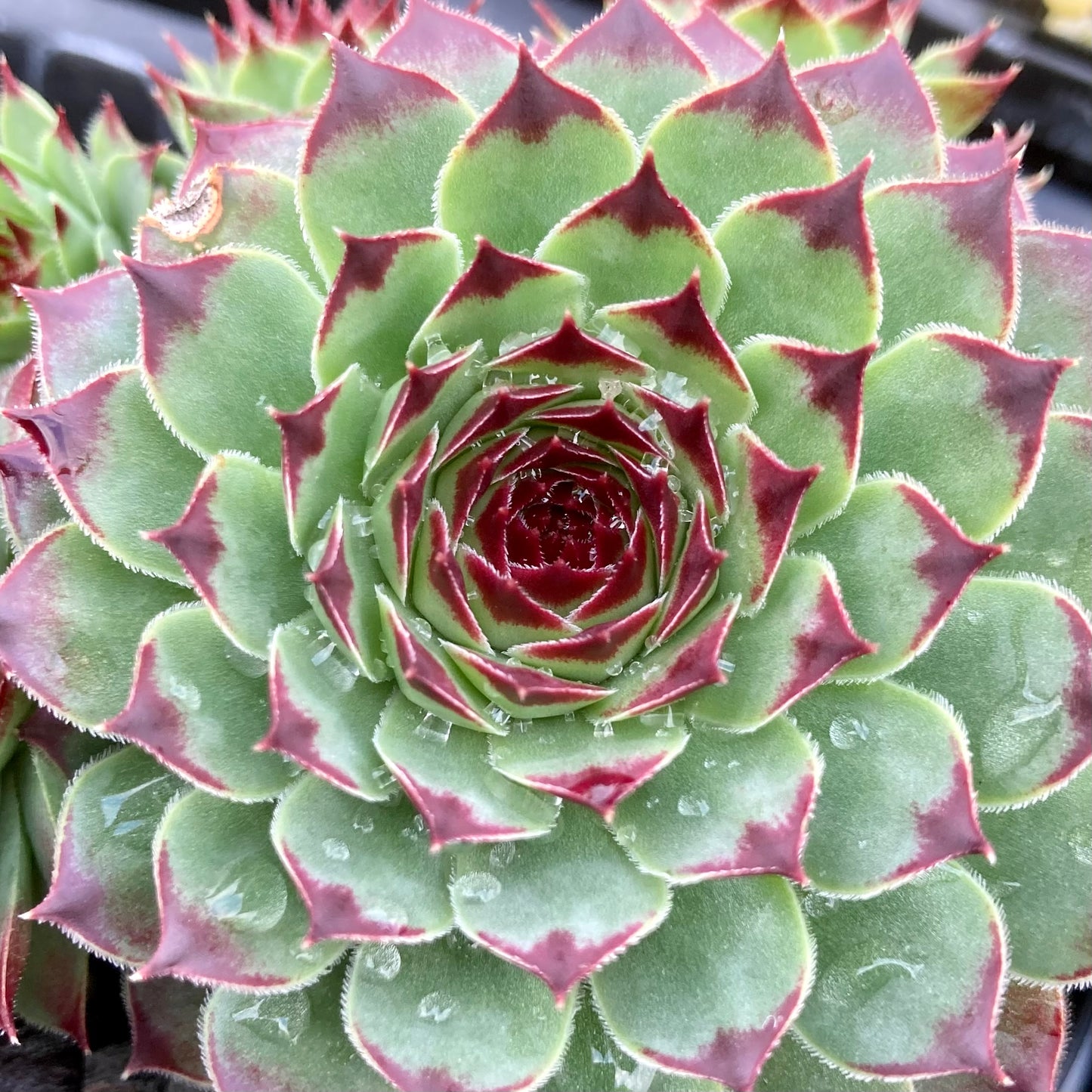 Sempervivum Calcareum