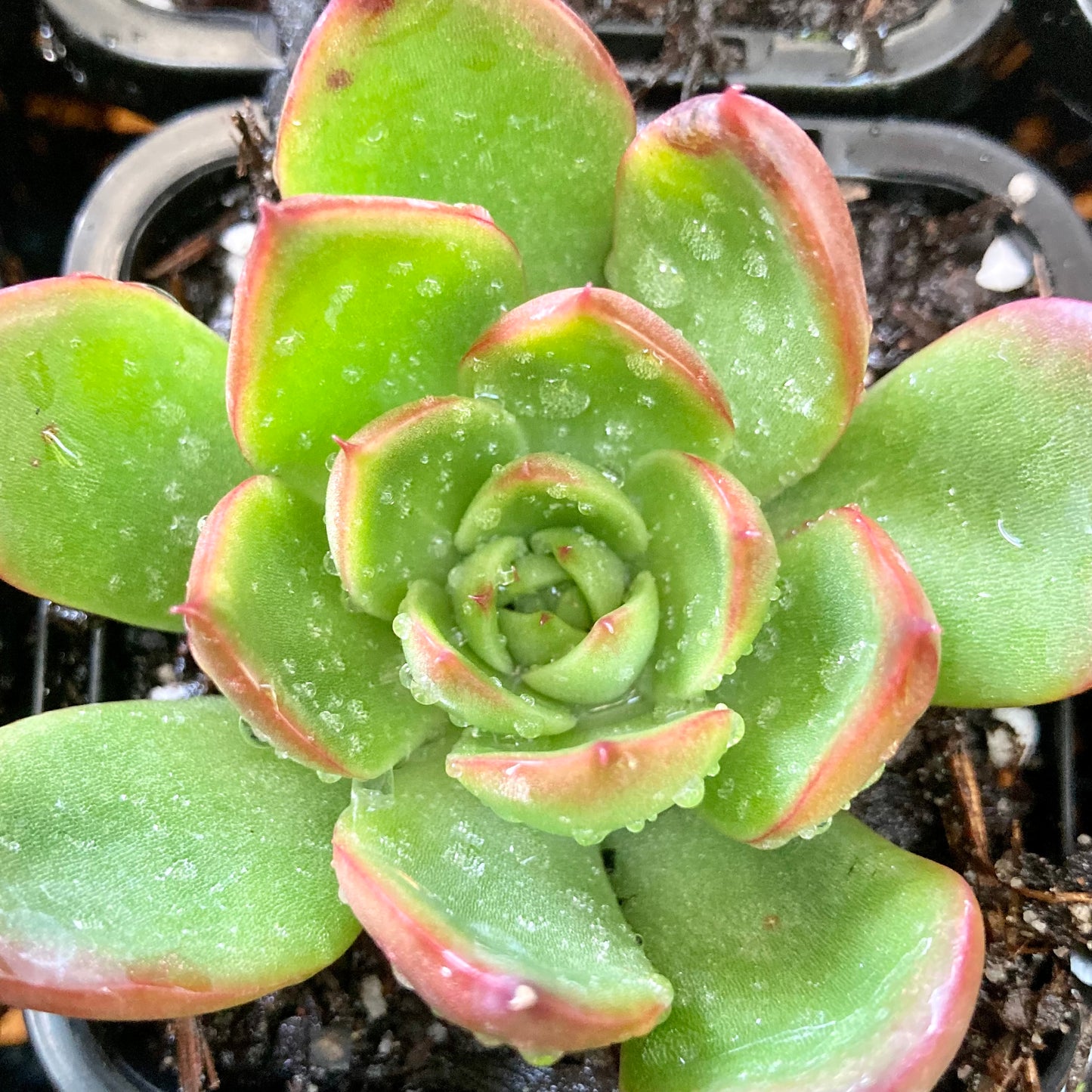 Echeveria Agavoides Rubra