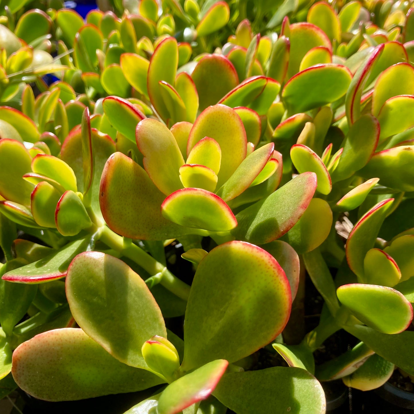 Crassula "Hummel's Sunset"