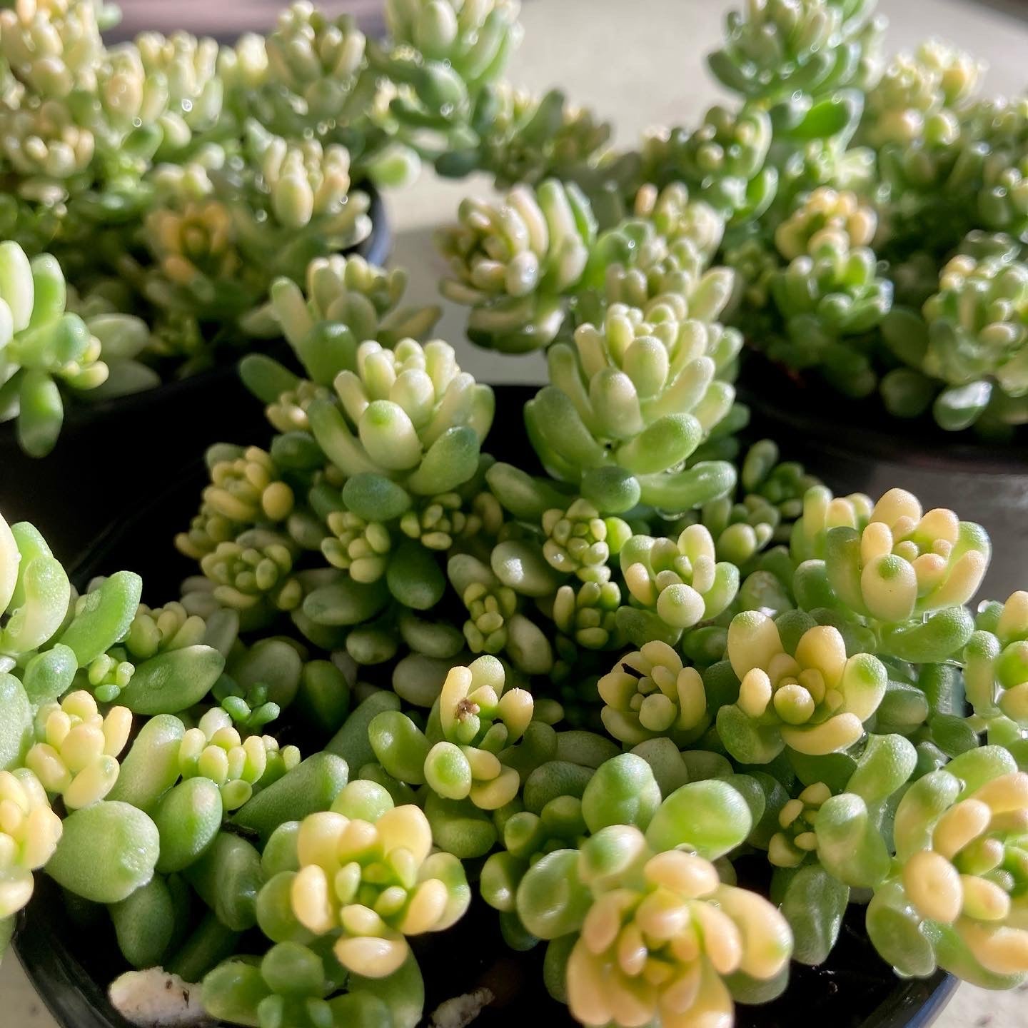 Sedum "Golden Rice"