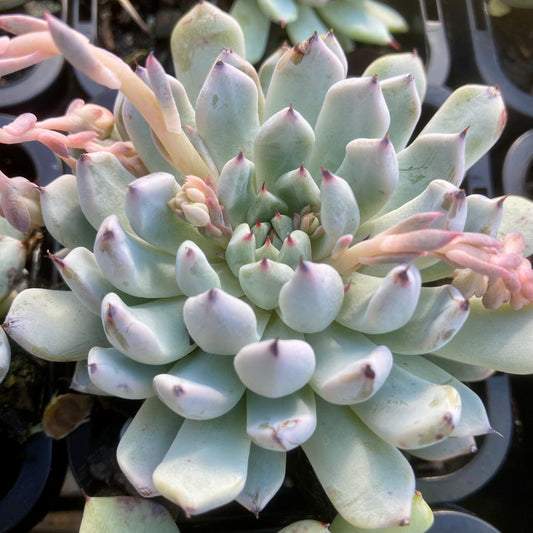 Echeveria Cuspidata var. zaragoza