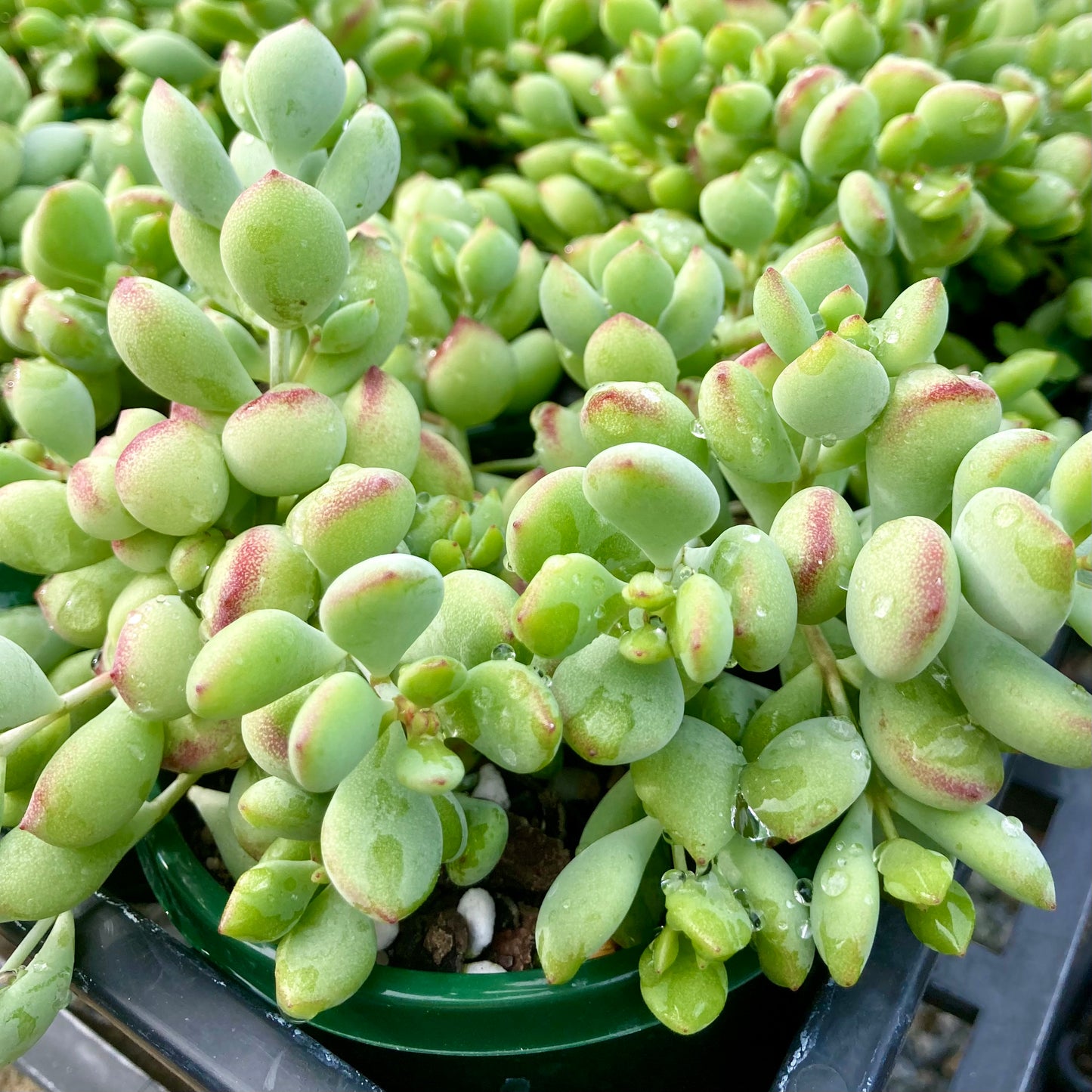 Cotyledon pendens