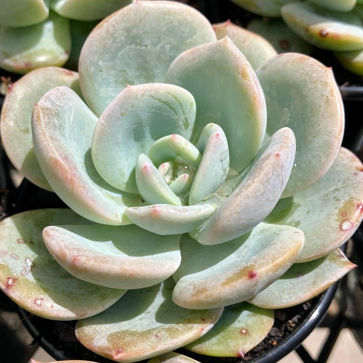 Echeveria White Storm