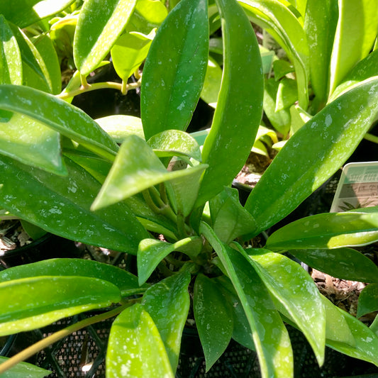 Hoya pubicalyx "silver Splash"