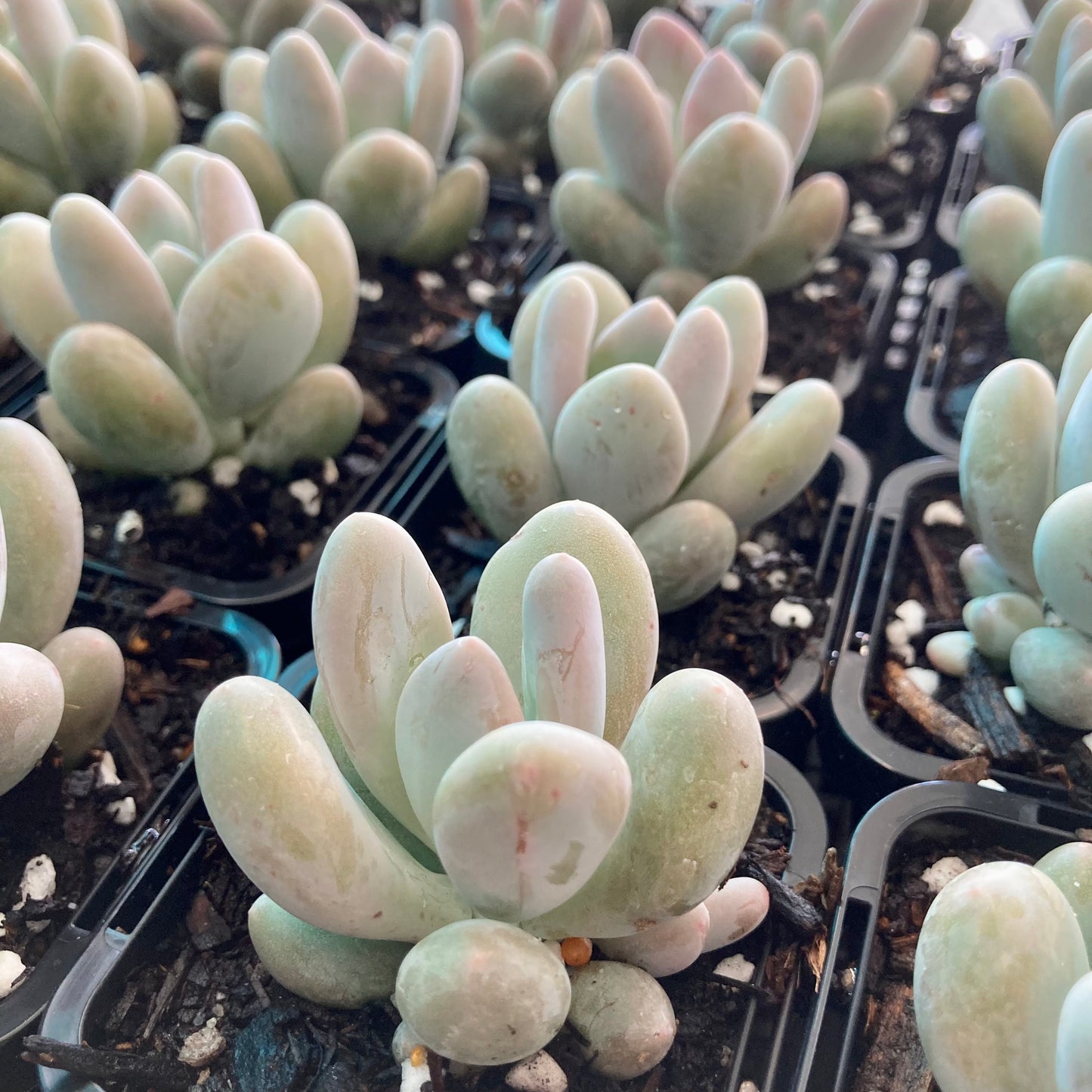 Graptoveria Orange Snowball