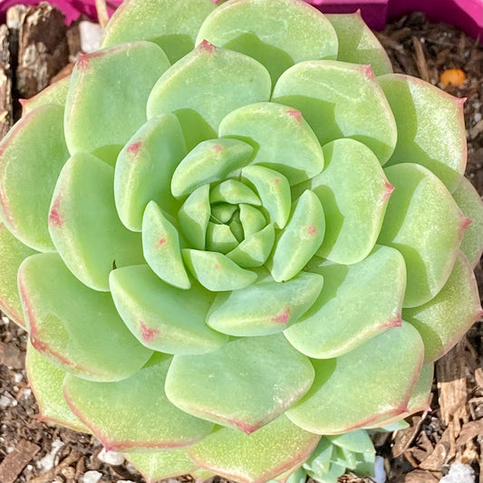 Echeveria Panda Face