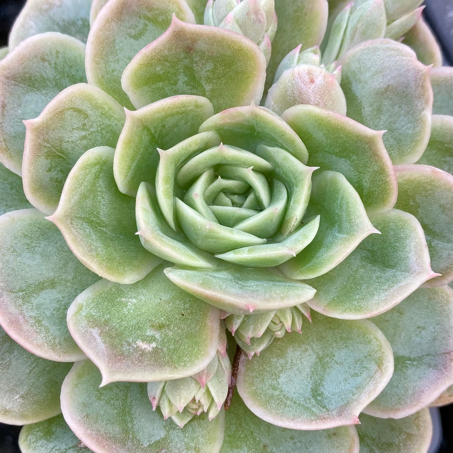 Echeveria Onslow