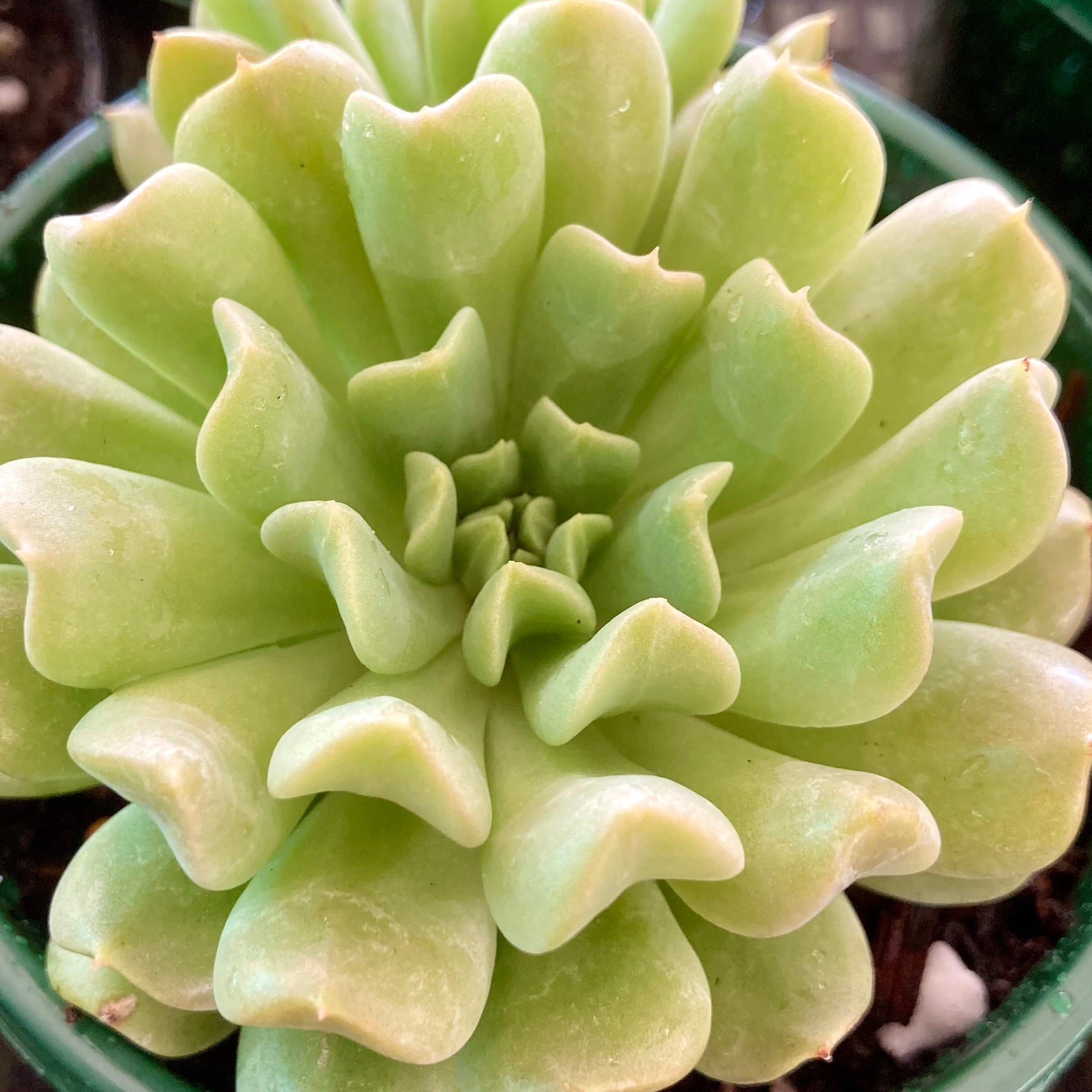 irish succulent Echeveria Irish Mint – Succulent Planet