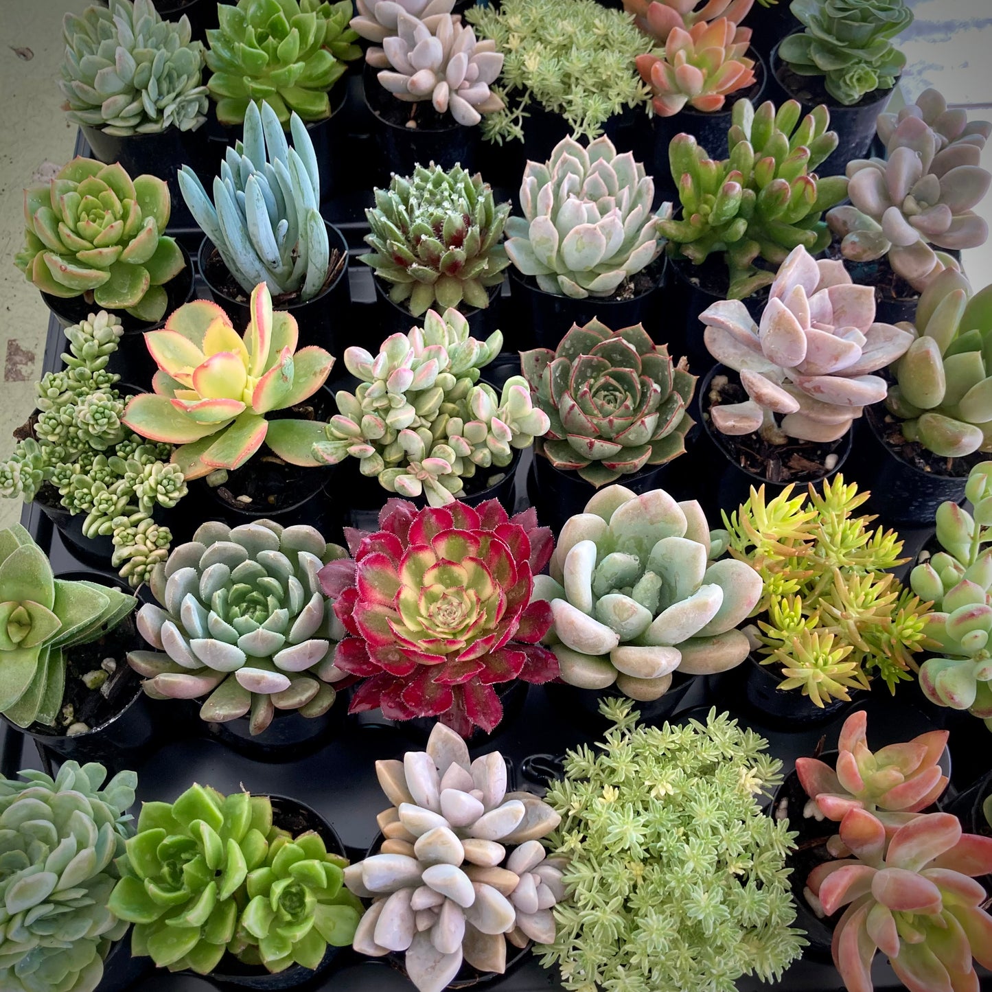 12 Mixed Individual Succulent Plants (50mm Tubes)