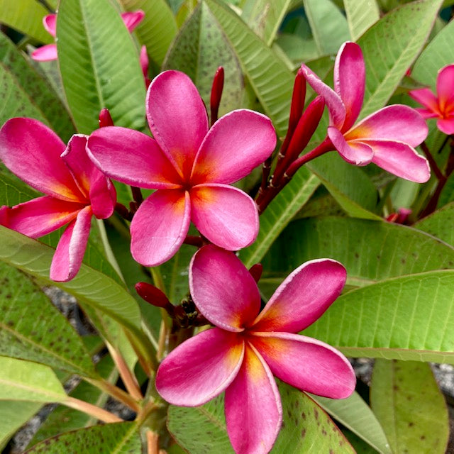 Frangipanis