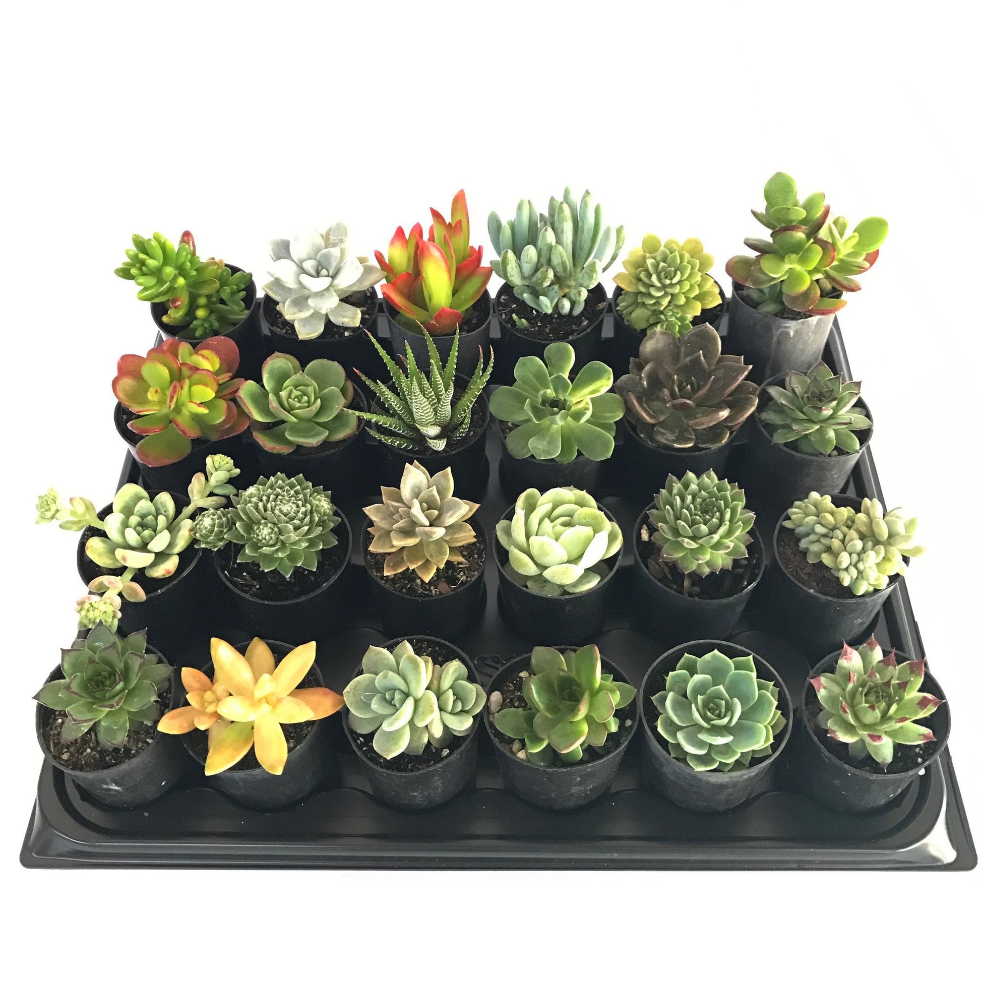 individual succulent plants 12 Mixed Individual Succulent Plants (50mm Tubes) – Succulent Planet