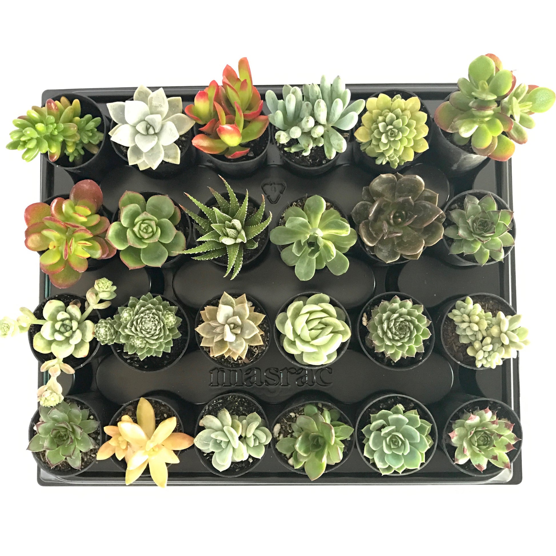 succulent tubes 12 Mixed Individual Succulent Plants (50mm Tubes) – Succulent Planet
