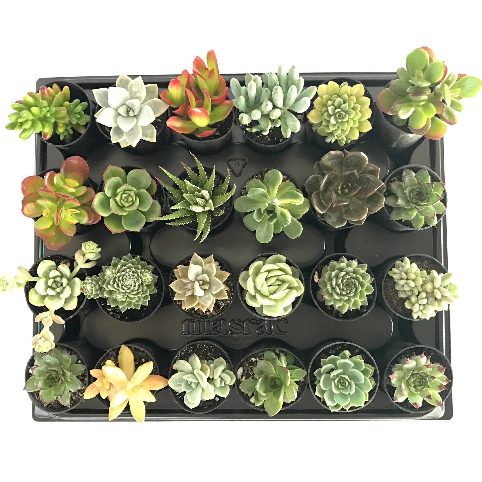 succulent with tubes 24 Mixed Individual Succulent Plants (50mm Tubes) – Succulent Planet