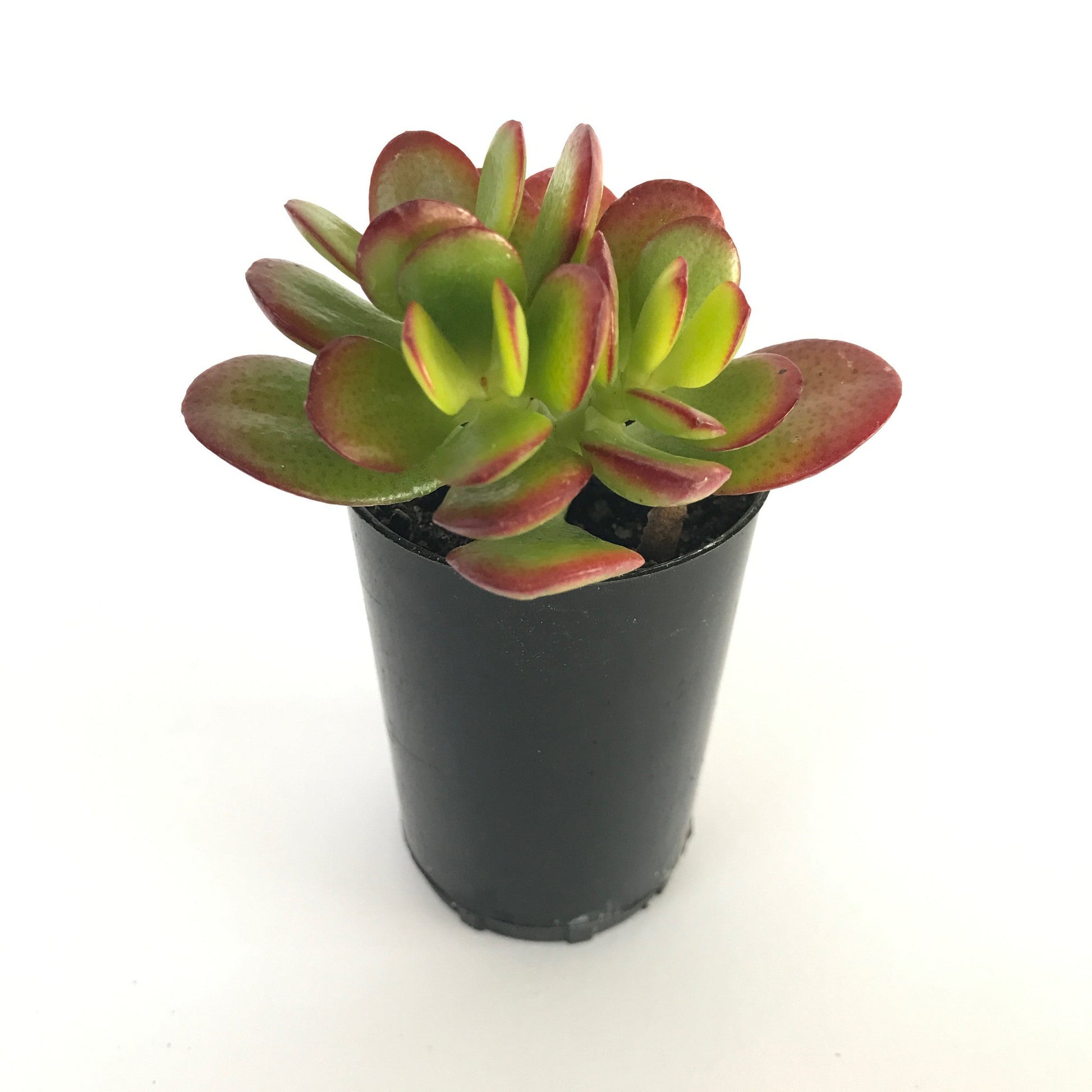 succulent with tubes 24 Mixed Individual Succulent Plants (50mm Tubes) – Succulent Planet