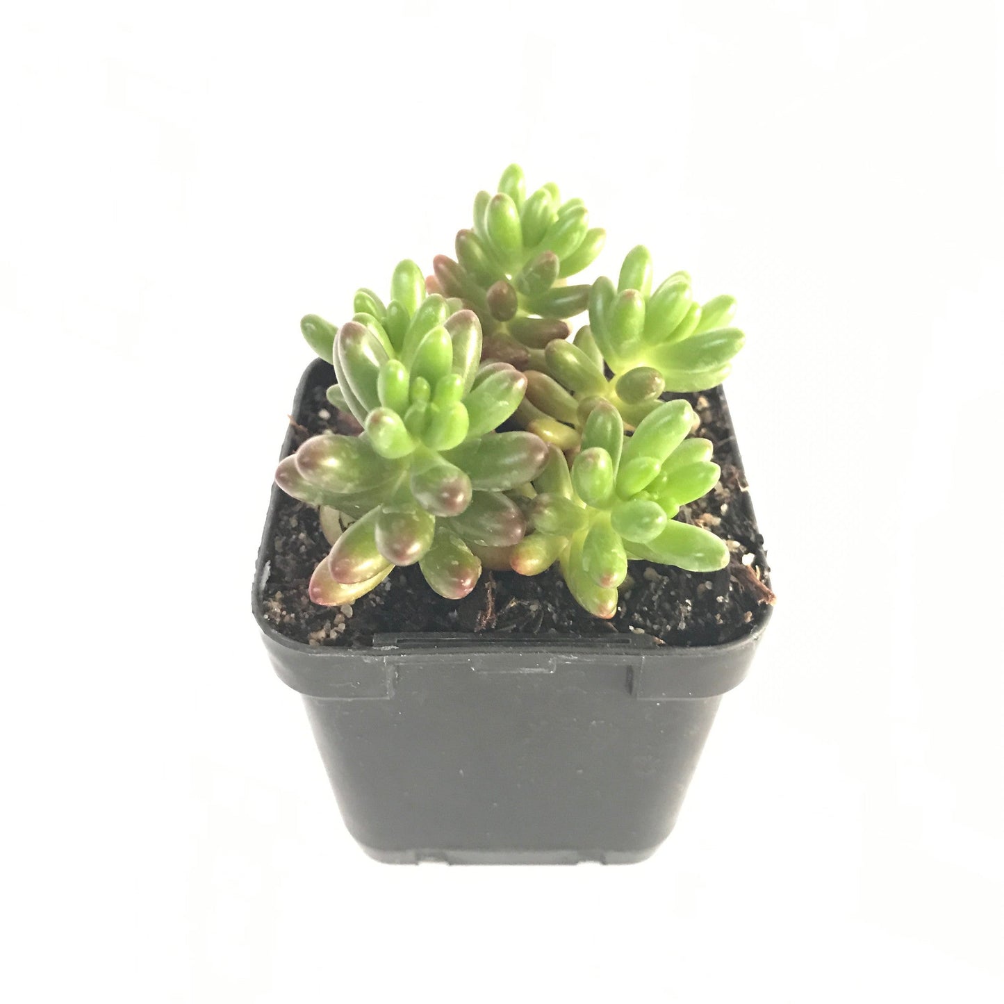 20 Mixed Individual Succulent Plants (66mm Square Tubes)