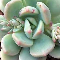 Pachyphytum moonglow x exotica
