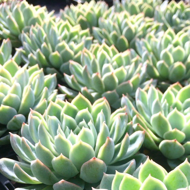 Echeveria violet queen